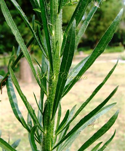  Stem with lower leaves